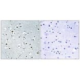 Immunohistochemistry - PPRC1 Antibody from Signalway Antibody (34898) - Antibodies.com