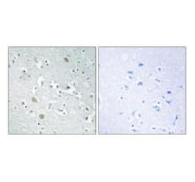 Immunohistochemistry - PLA1A Antibody from Signalway Antibody (34904) - Antibodies.com