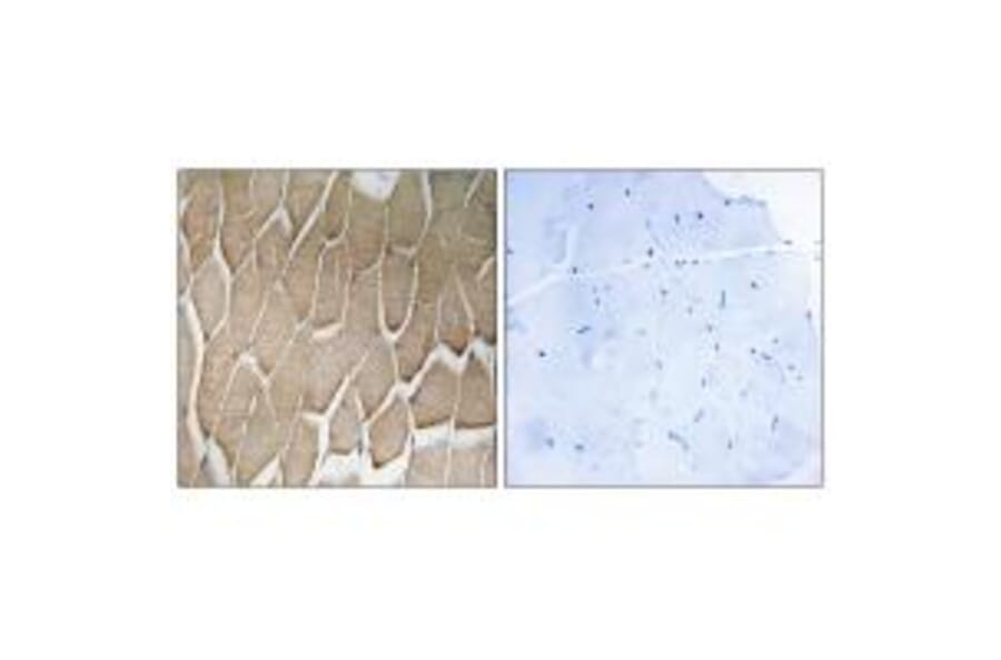 Immunohistochemistry - RAB34 Antibody from Signalway Antibody (34969) - Antibodies.com