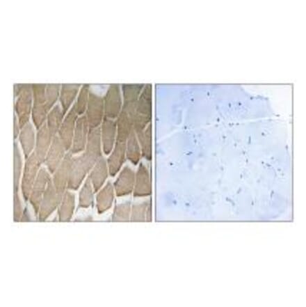 Immunohistochemistry - RAB34 Antibody from Signalway Antibody (34969) - Antibodies.com