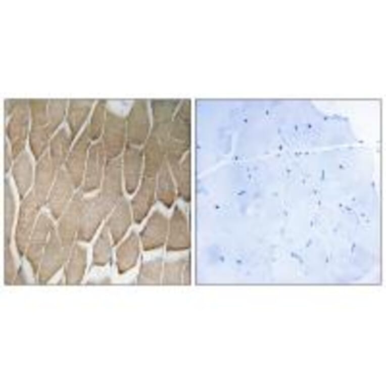 Immunohistochemistry - RAB34 Antibody from Signalway Antibody (34969) - Antibodies.com
