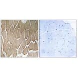 Immunohistochemistry - RAB34 Antibody from Signalway Antibody (34969) - Antibodies.com