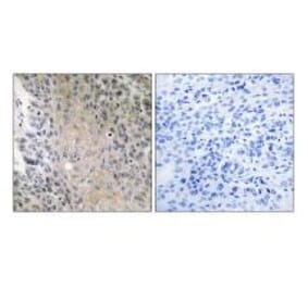 Immunohistochemistry - RAB41 Antibody from Signalway Antibody (34971) - Antibodies.com