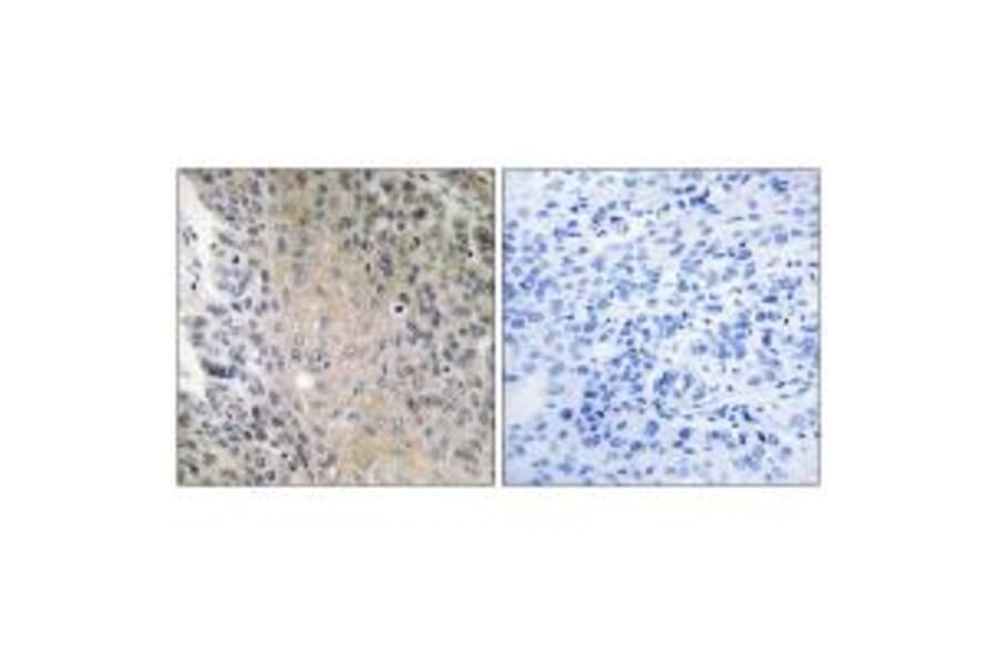 Immunohistochemistry - RAB41 Antibody from Signalway Antibody (34971) - Antibodies.com