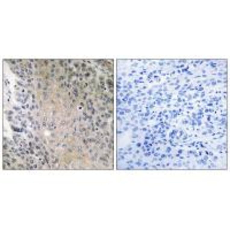 Immunohistochemistry - RAB41 Antibody from Signalway Antibody (34971) - Antibodies.com