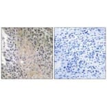 Immunohistochemistry - RAB41 Antibody from Signalway Antibody (34971) - Antibodies.com
