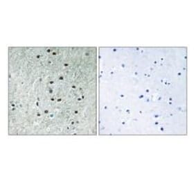 Immunohistochemistry - REXO1 Antibody from Signalway Antibody (35005) - Antibodies.com