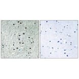 Immunohistochemistry - REXO1 Antibody from Signalway Antibody (35005) - Antibodies.com
