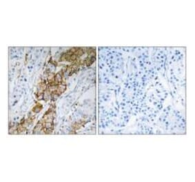 Immunohistochemistry - USP32 Antibody from Signalway Antibody (35120) - Antibodies.com