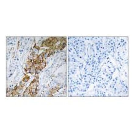 Immunohistochemistry - USP32 Antibody from Signalway Antibody (35120) - Antibodies.com