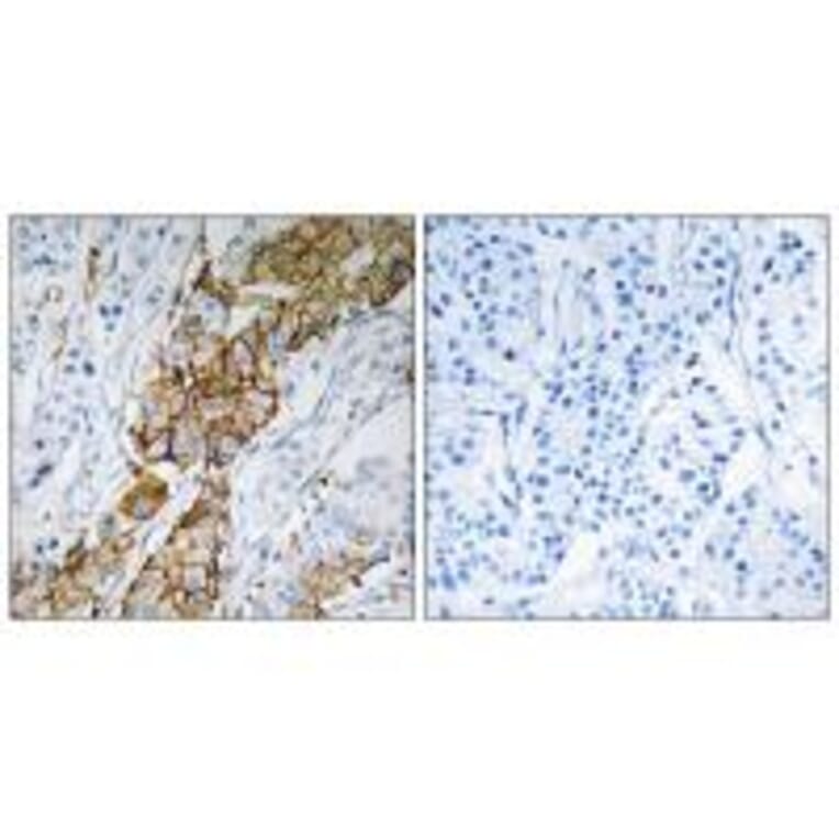 Immunohistochemistry - USP32 Antibody from Signalway Antibody (35120) - Antibodies.com