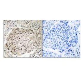 Immunohistochemistry - USP36 Antibody from Signalway Antibody (35121) - Antibodies.com