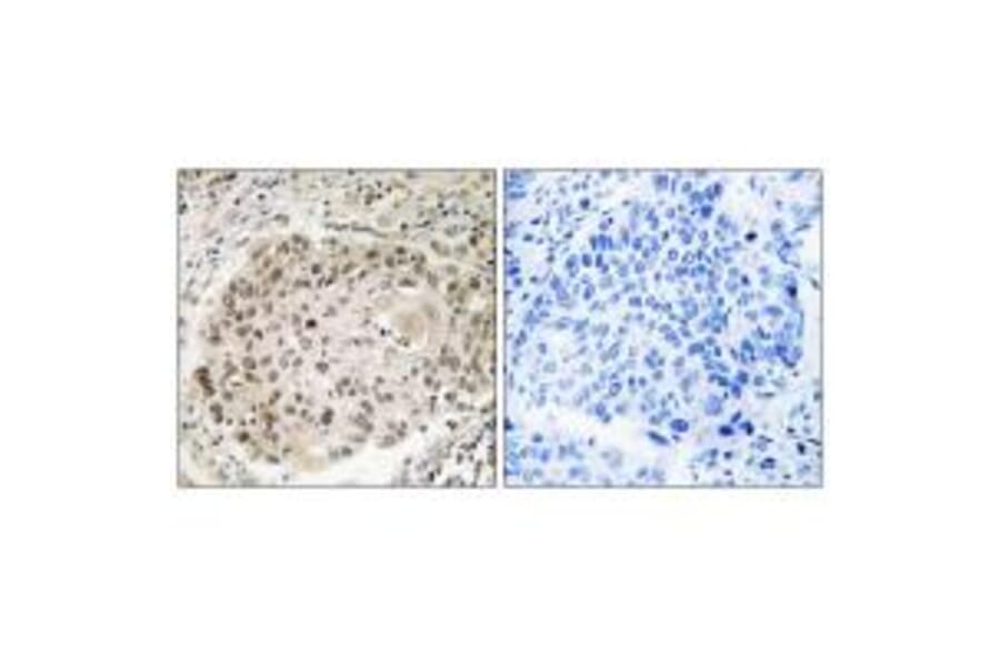Immunohistochemistry - USP36 Antibody from Signalway Antibody (35121) - Antibodies.com