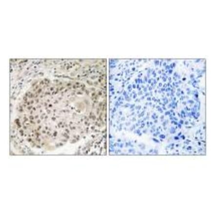 Immunohistochemistry - USP36 Antibody from Signalway Antibody (35121) - Antibodies.com