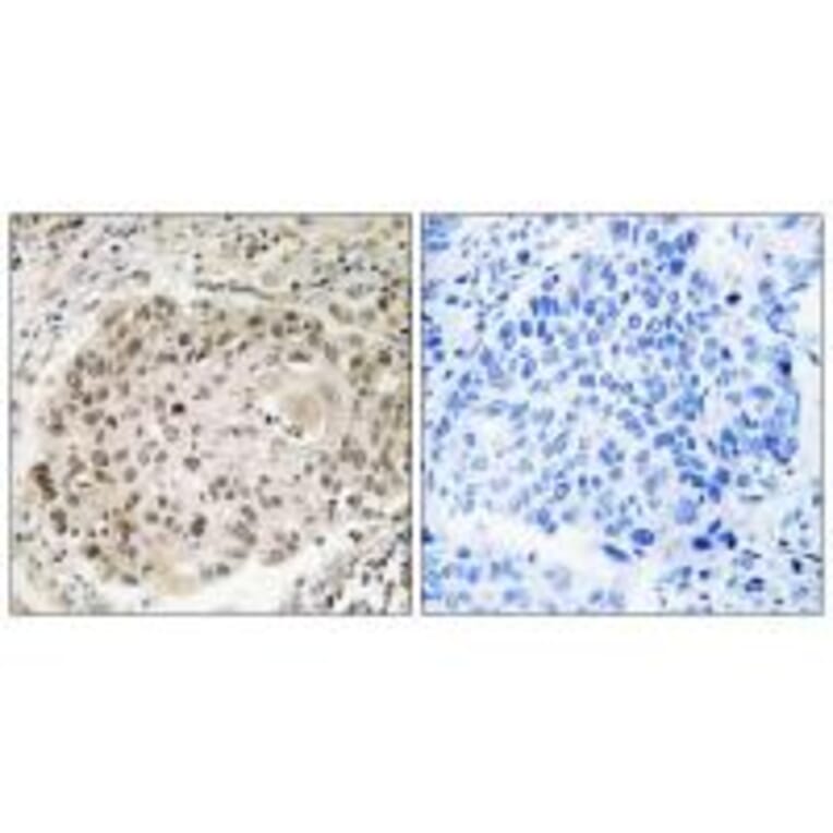 Immunohistochemistry - USP36 Antibody from Signalway Antibody (35121) - Antibodies.com