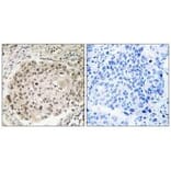 Immunohistochemistry - USP36 Antibody from Signalway Antibody (35121) - Antibodies.com