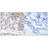 Immunohistochemistry - UBTD1 Antibody from Signalway Antibody (35126) - Antibodies.com