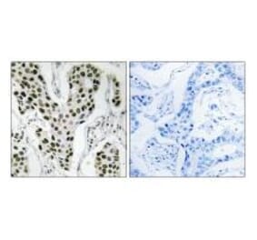 Immunohistochemistry - ZC3H4 Antibody from Signalway Antibody (35155) - Antibodies.com
