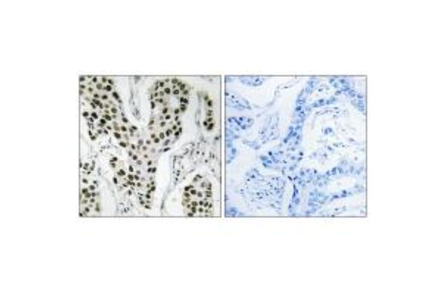 Immunohistochemistry - ZC3H4 Antibody from Signalway Antibody (35155) - Antibodies.com