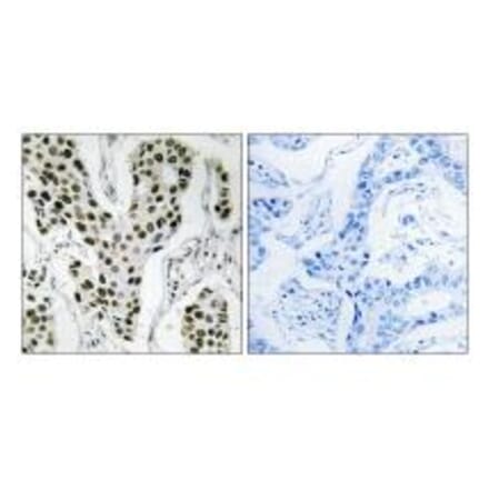 Immunohistochemistry - ZC3H4 Antibody from Signalway Antibody (35155) - Antibodies.com
