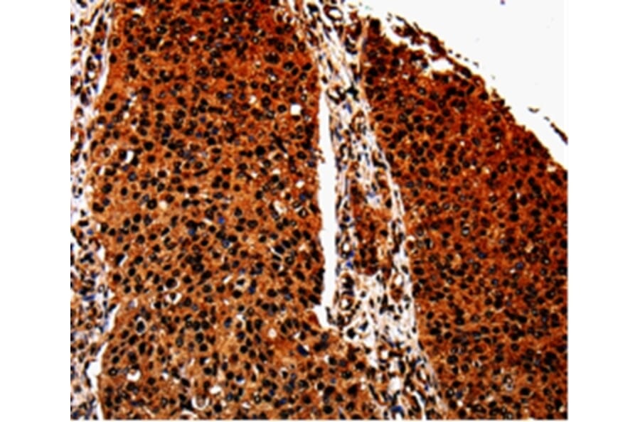 Immunohistochemistry - ANXA7 Antibody from Signalway Antibody (35568) - Antibodies.com