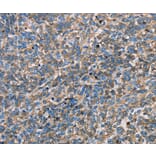 Immunohistochemistry - APOA1 Antibody from Signalway Antibody (35570) - Antibodies.com