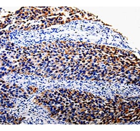Immunohistochemistry - COX10 Antibody from Signalway Antibody (35579) - Antibodies.com