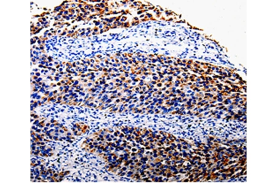 Immunohistochemistry - COX10 Antibody from Signalway Antibody (35579) - Antibodies.com