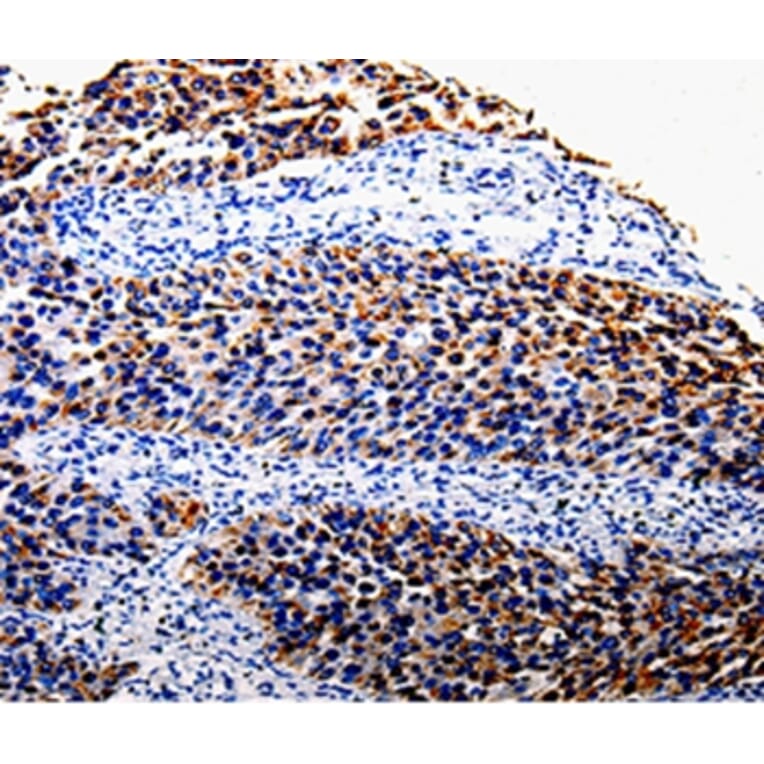 Immunohistochemistry - COX10 Antibody from Signalway Antibody (35579) - Antibodies.com