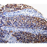 Immunohistochemistry - COX10 Antibody from Signalway Antibody (35579) - Antibodies.com