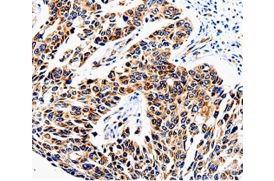 Immunohistochemistry - COX16 Antibody from Signalway Antibody (35580) - Antibodies.com