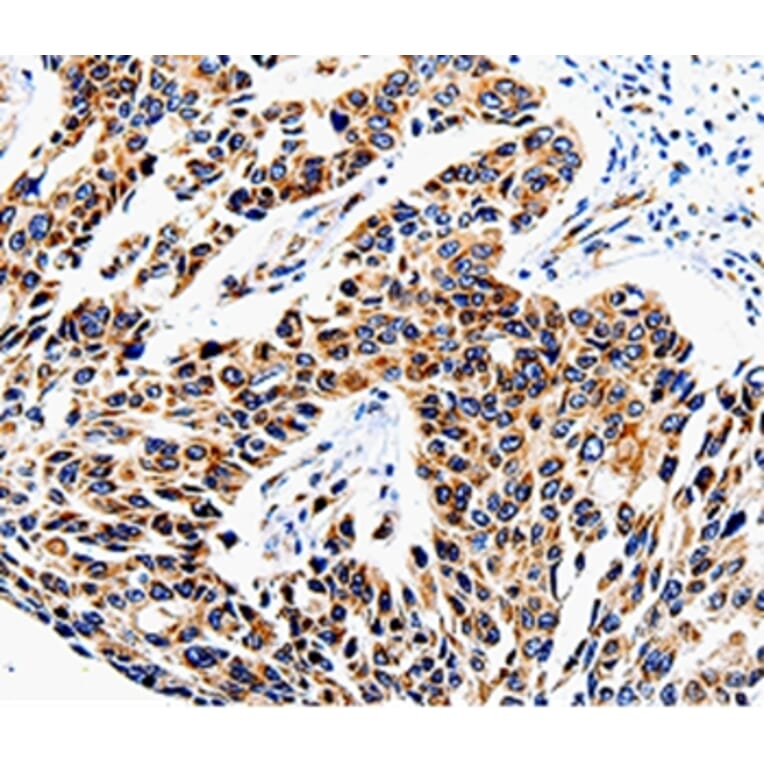 Immunohistochemistry - COX16 Antibody from Signalway Antibody (35580) - Antibodies.com