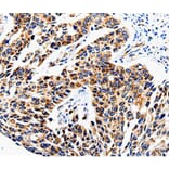 Immunohistochemistry - COX16 Antibody from Signalway Antibody (35580) - Antibodies.com