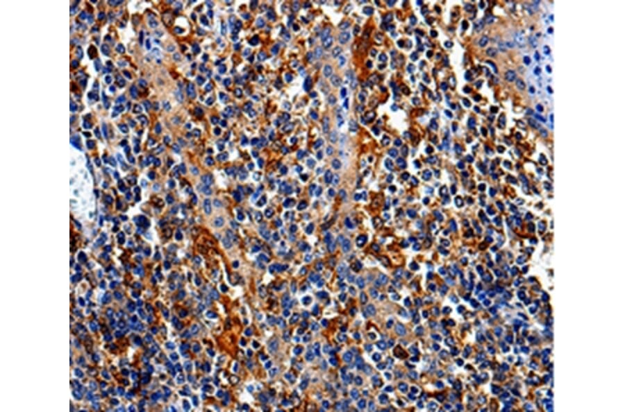 Immunohistochemistry - COX16 Antibody from Signalway Antibody (35580) - Antibodies.com