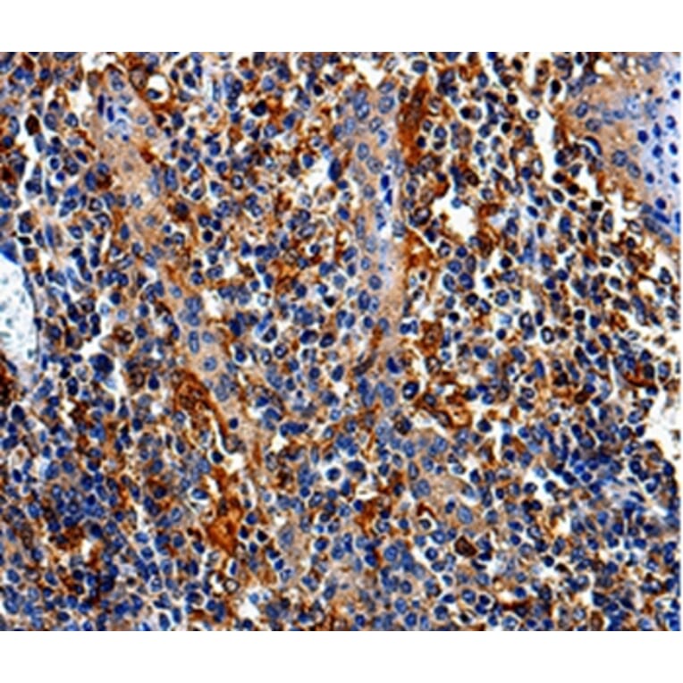 Immunohistochemistry - COX16 Antibody from Signalway Antibody (35580) - Antibodies.com