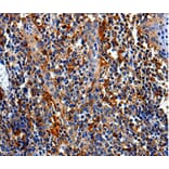 Immunohistochemistry - COX16 Antibody from Signalway Antibody (35580) - Antibodies.com