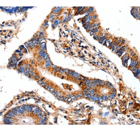 Immunohistochemistry - COX8A Antibody from Signalway Antibody (35584) - Antibodies.com