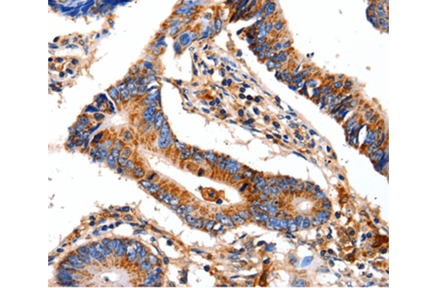 Immunohistochemistry - COX8A Antibody from Signalway Antibody (35584) - Antibodies.com