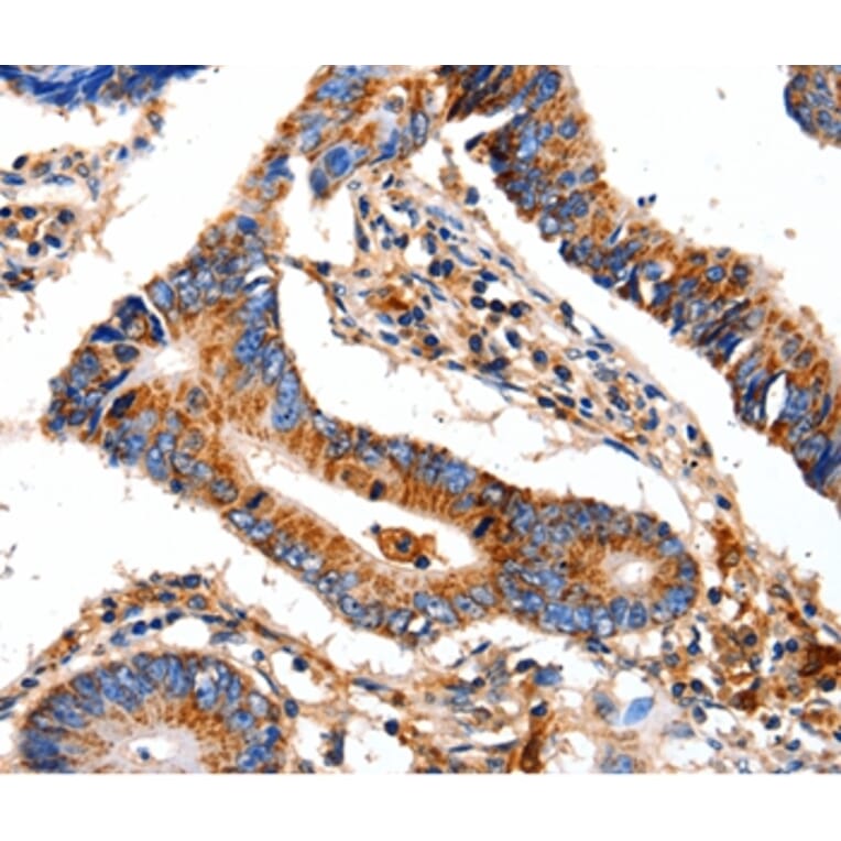 Immunohistochemistry - COX8A Antibody from Signalway Antibody (35584) - Antibodies.com