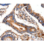 Immunohistochemistry - COX8A Antibody from Signalway Antibody (35584) - Antibodies.com