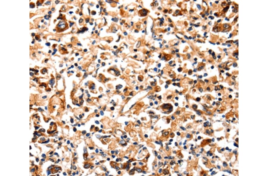 Immunohistochemistry - COX8A Antibody from Signalway Antibody (35584) - Antibodies.com