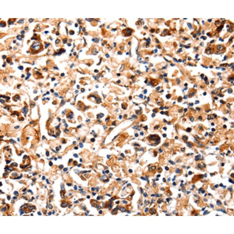 Immunohistochemistry - COX8A Antibody from Signalway Antibody (35584) - Antibodies.com