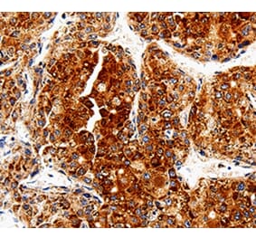 Immunohistochemistry - COX19 Antibody from Signalway Antibody (35585) - Antibodies.com