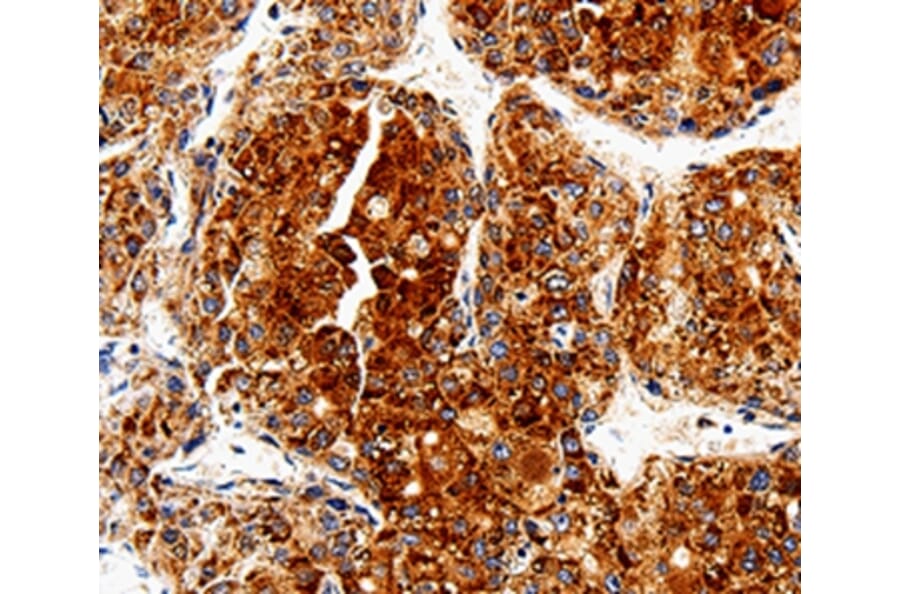 Immunohistochemistry - COX19 Antibody from Signalway Antibody (35585) - Antibodies.com