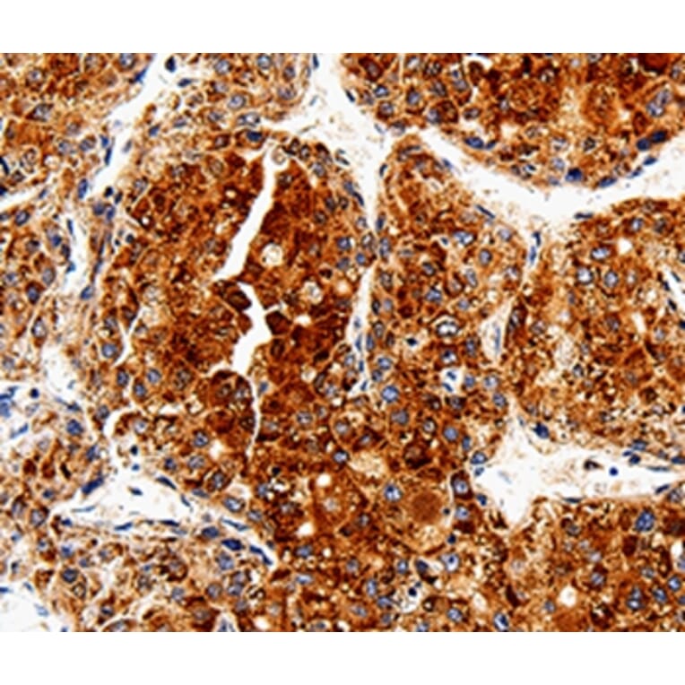 Immunohistochemistry - COX19 Antibody from Signalway Antibody (35585) - Antibodies.com