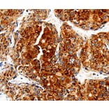 Immunohistochemistry - COX19 Antibody from Signalway Antibody (35585) - Antibodies.com