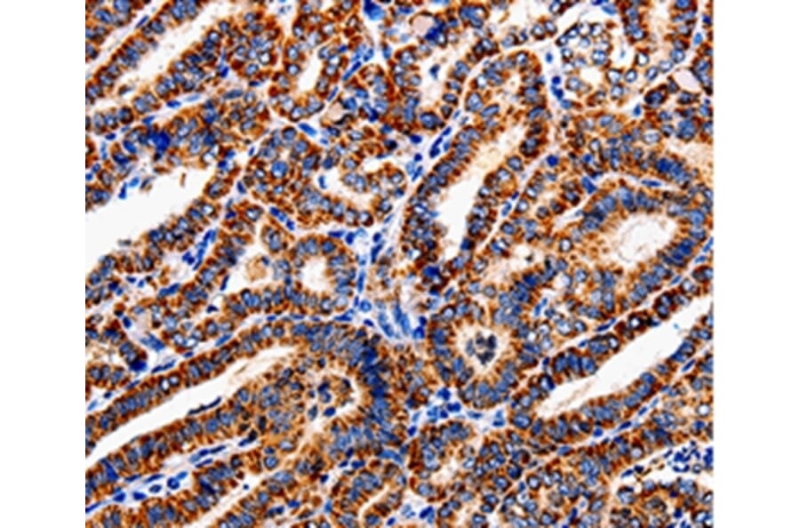 Immunohistochemistry - COX19 Antibody from Signalway Antibody (35585) - Antibodies.com