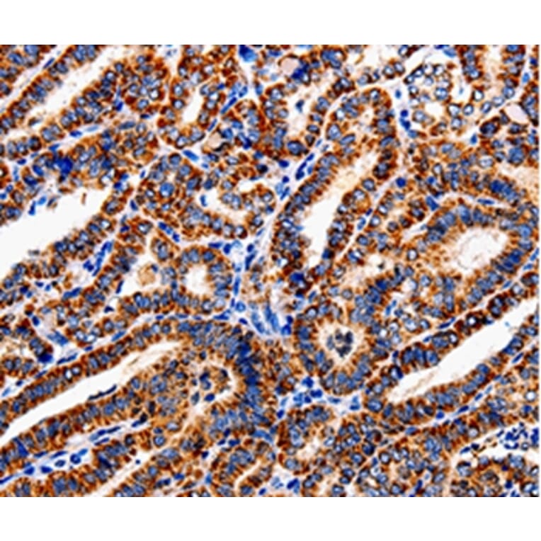 Immunohistochemistry - COX19 Antibody from Signalway Antibody (35585) - Antibodies.com