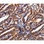 Immunohistochemistry - COX19 Antibody from Signalway Antibody (35585) - Antibodies.com