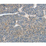 Immunohistochemistry - ATP4B Antibody from Signalway Antibody (35648) - Antibodies.com